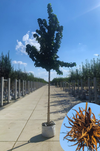 Baumhasel | Corylus colurna Baumhasel | Corylus colurna