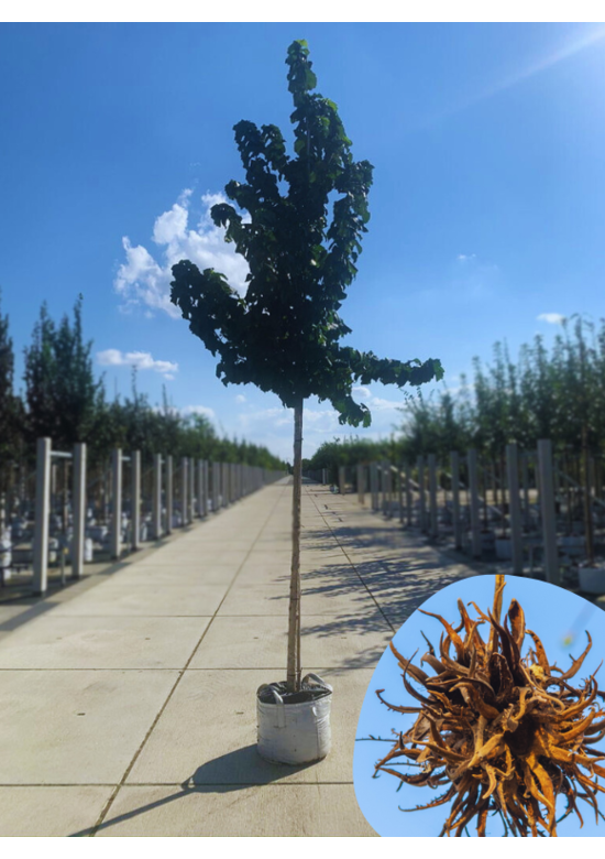 Baumhasel | Corylus colurna