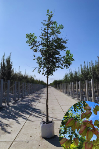Blasenesche | Koelreuteria paniculata Blasenesche | Koelreuteria paniculata