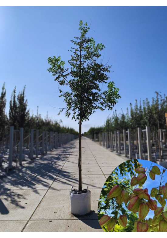 Blasenesche | Koelreuteria paniculata Blasenesche | Koelreuteria paniculata