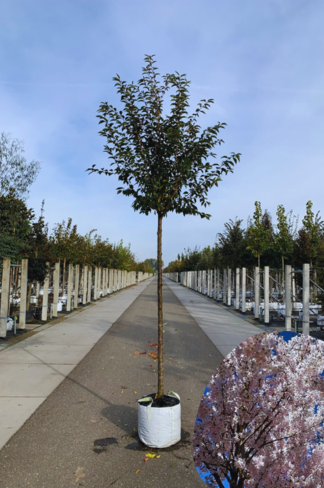 Frühlingskirsche - Zierkirsche 'Pandora' | Prunus 'Pandora'