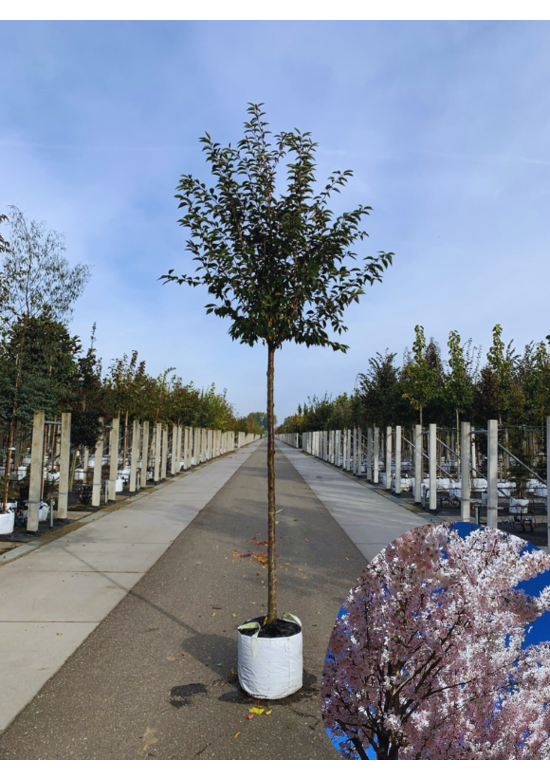 Frühlingskirsche - Zierkirsche 'Pandora' | Prunus 'Pandora'