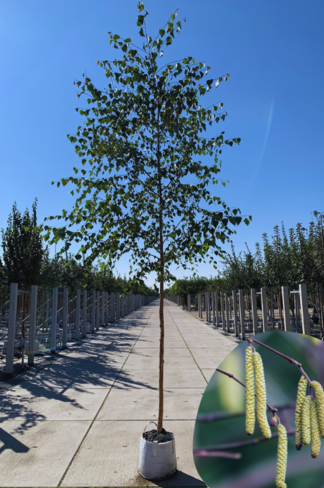 Sandbirke - Weißbirke | Betula pendula