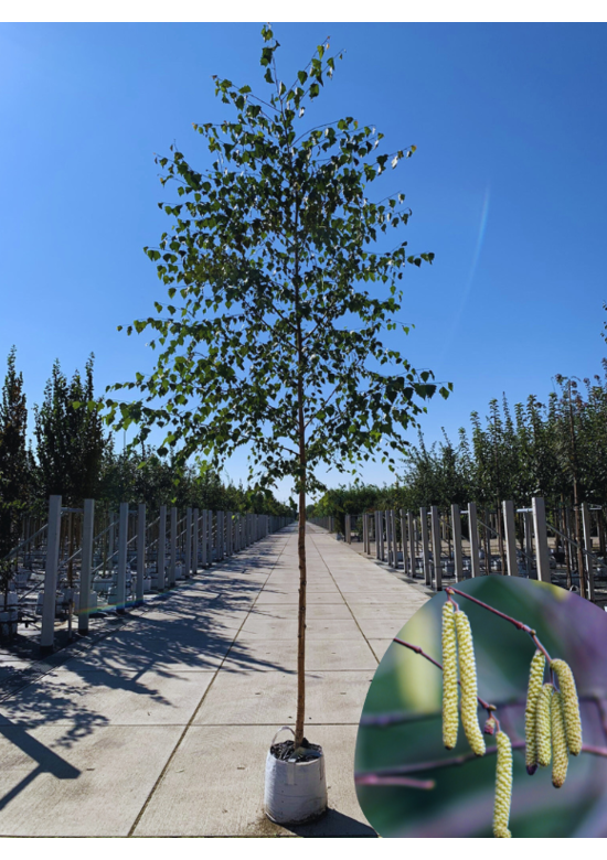 Sandbirke - Weißbirke | Betula pendula