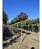 Kugelamberbaum 'Gumball' | Liquidambar styraciflua 'Gumball' Kugelamberbaum 'Gumball' | Liquidambar styraciflua 'Gumball'