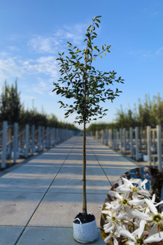 Kupfer-Felsenbirne | Amelanchier lamarckii