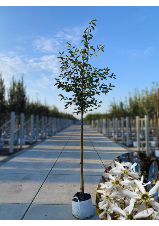 Kupfer-Felsenbirne | Amelanchier lamarckii