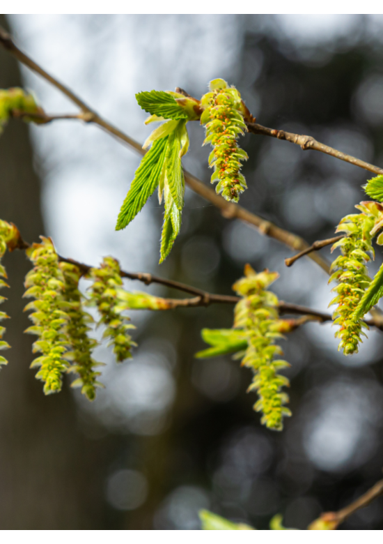 Säulenhainbuche Stammbusch | Carpinus betulus 'Fastigiata'