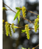 Pyramiden-Hainbuche - Säulen-Hainbuche 'Fastigiata' - Stammbusch | Carpinus betulus 'Fastigiata' Pyramiden-Hainbuche - Säulen-Hainbuche 'Fastigiata' - Stammbusch | Carpinus betulus 'Fastigiata'