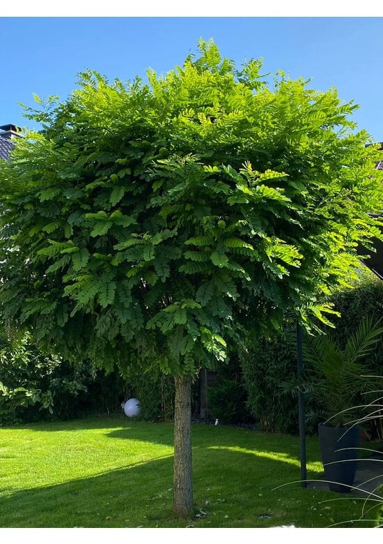 Kugelakazie | Robinia pseudoacacia 'Umbraculifera'