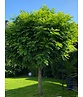 Kugelakazie - Kugelrobinie 'Umbraculifera' | Robinia pseudoacacia 'Umbraculifera'
