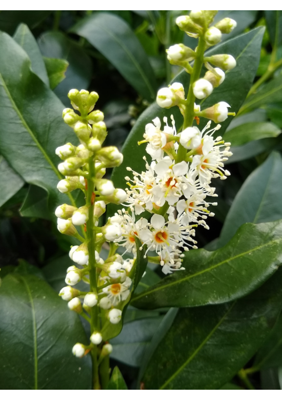 Kaukasischer Kirschlorbeer Spalier | Prunus laurocerasus 'Caucasica'