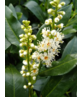 Kaukasischer Kirschlorbeer Spalier | Prunus laurocerasus 'Caucasica'