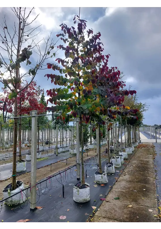 Judasbaum 'Forest Pansy' Hochstamm | Cercis canadensis 'Forest Pansy'