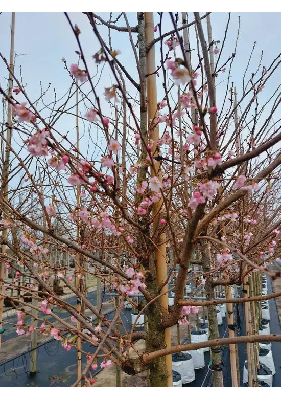 Rosa Winterkirsche  | Prunus subhirtella 'Autumnalis Rosea'