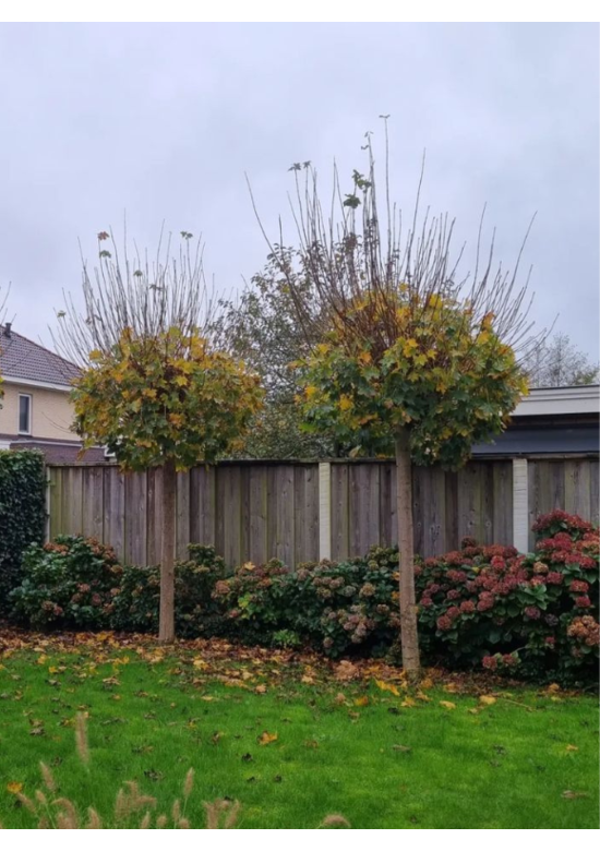 Kugelahorn 'Globosum' | Acer platanoides 'Globosum'