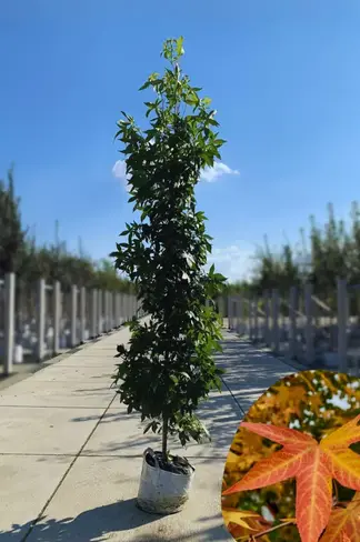 Säulen Amberbaum 'Slender Silhouette' | Liquidambar styraciflua 'Slender Silhouette' Säulen Amberbaum 'Slender Silhouette' | Liquidambar styraciflua 'Slender Silhouette'