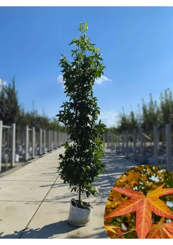 Säulen Amberbaum  | Liquidambar styraciflua 'Slender Silhouette'