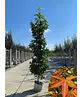 Säulen Amberbaum  | Liquidambar styraciflua 'Slender Silhouette'