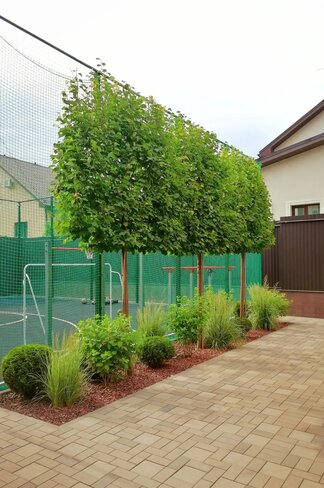 Spalierlinde  | Tilia Pallida