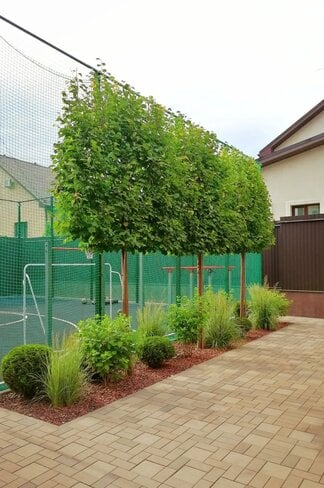 Spalierlinde  | Tilia Pallida Spalierlinde  | Tilia Pallida