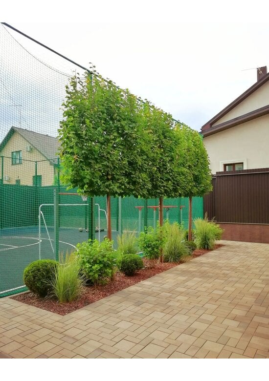 Spalierlinde  | Tilia Pallida