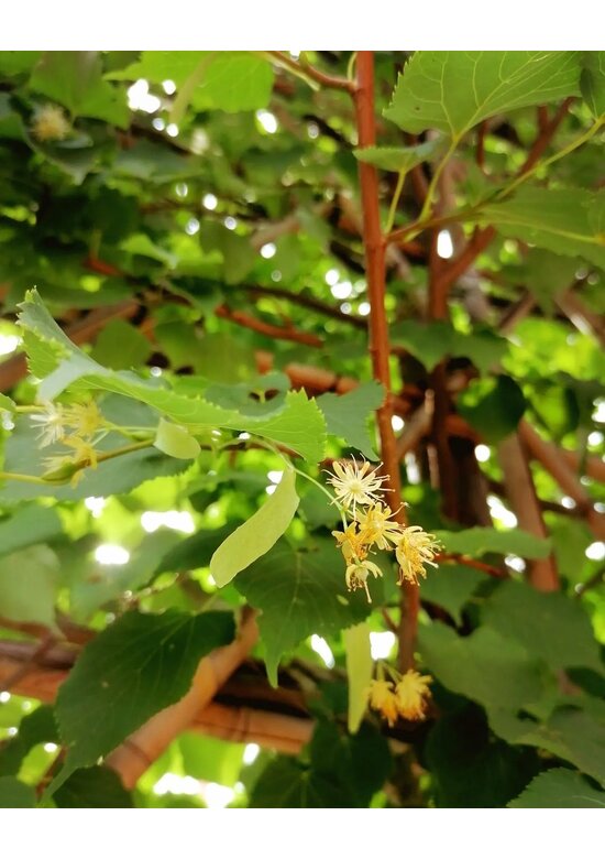 Spalierlinde  | Tilia Pallida
