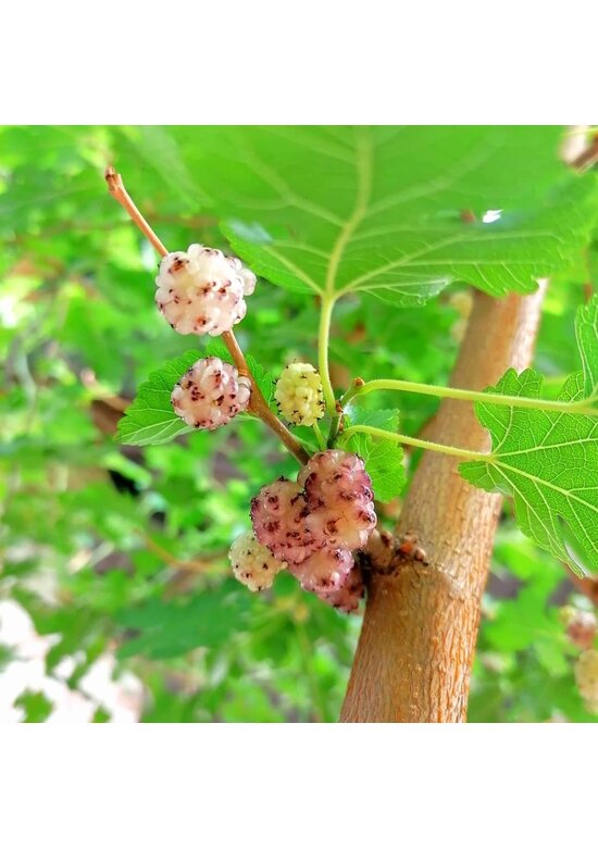 Weiße Maulbeere | Morus alba