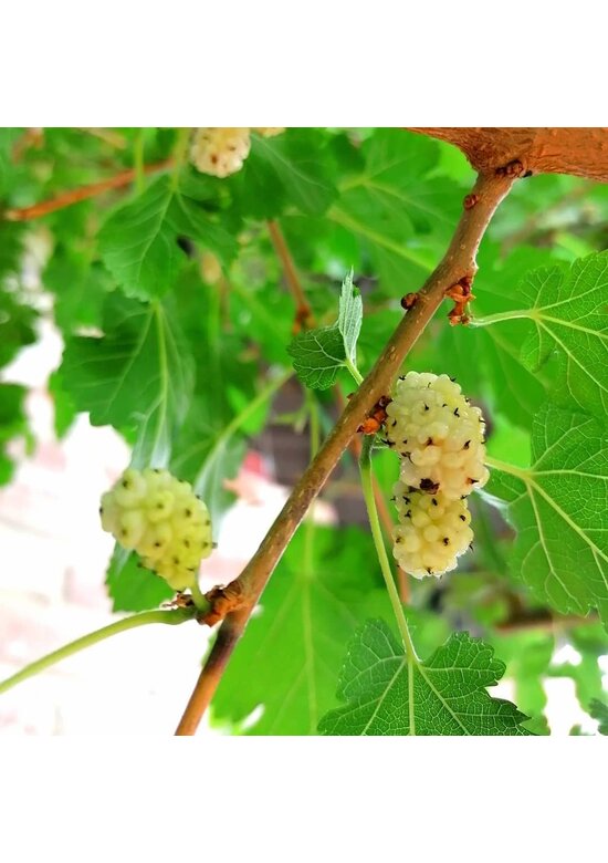 Weiße Maulbeere | Morus alba