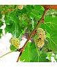 Weiße Maulbeere | Morus alba Weiße Maulbeere | Morus alba