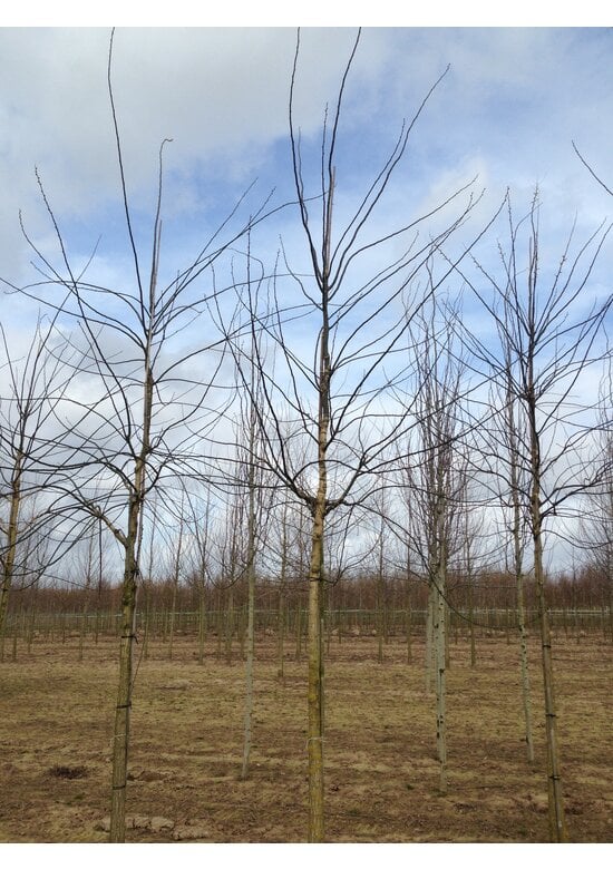 Japanischer Schnurbaum 'Regent' | Styphnolobium japonicum 'Regent'