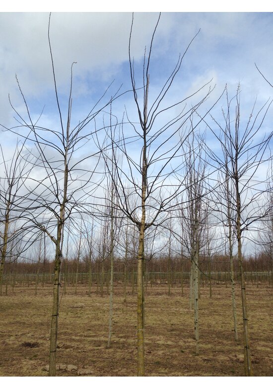 Japanischer Schnurbaum 'Regent' | Styphnolobium japonicum 'Regent'