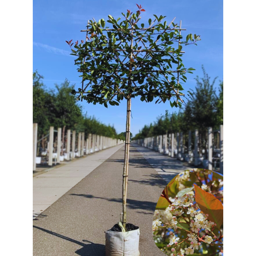 Glanzmispel Spalierbaum | 3 Jahre Garantie - Venovi