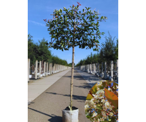 Glanzmispel Spalierbaum | 3 Jahre Garantie - Venovi