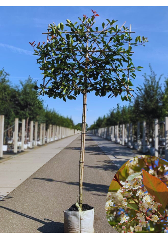 Glanzmispel 'Red Robin' als Spalier