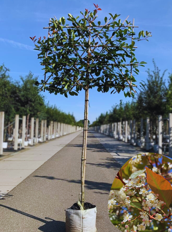 Glanzmispel Spalierbaum kaufen? Immergrüne Sichtschutz Venovi