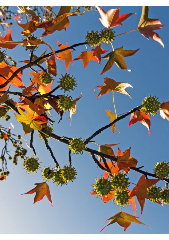 Amberbaum 'Worplesdon' Spalier | Liquidambar styraciflua 'Worplesdon'