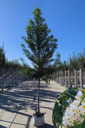Portugiesische Lorbeerkirsche Baum 'Brenelia' | Prunus lusitanica 'Brenelia' Portugiesische Lorbeerkirsche Baum 'Brenelia' | Prunus lusitanica 'Brenelia'
