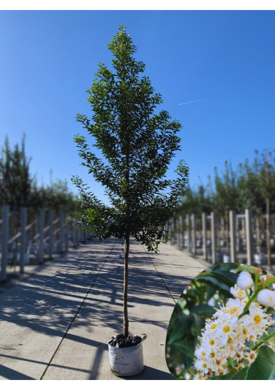 Portugiesische Lorbeerkirsche Baum 'Brenelia' | Prunus lusitanica 'Brenelia'