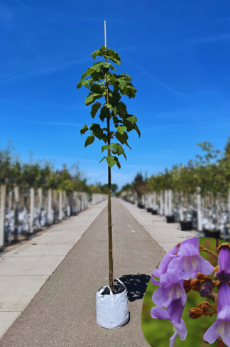 Blauglockenbaum - Kiribaum - Kaiserbaum | Paulownia tomentosa