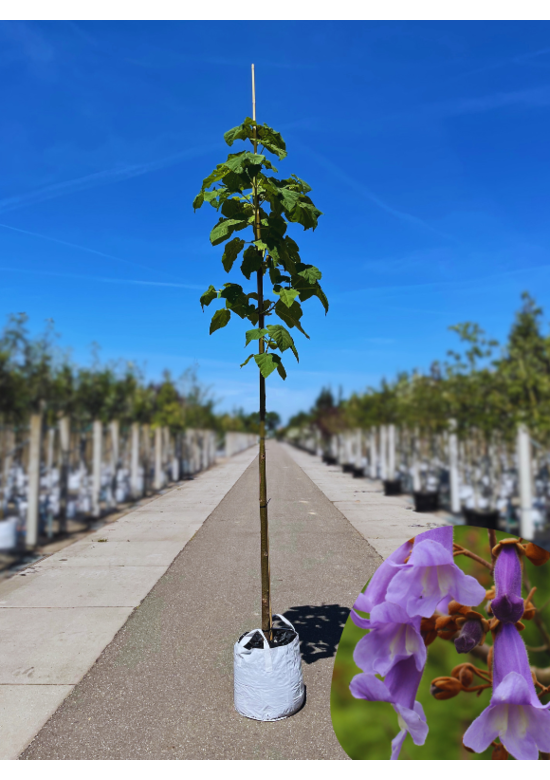 Blauglockenbaum - Kiribaum - Kaiserbaum | Paulownia tomentosa