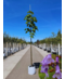 Venovi GmbH Blauglockenbaum - Kiribaum - Kaiserbaum | Paulownia tomentosa