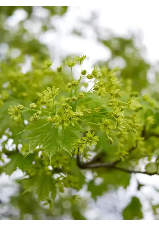 Spitzahorn | Acer platanoides