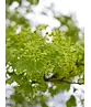 Spitzahorn | Acer platanoides