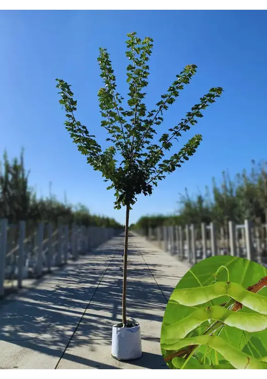 Spitzahorn Hochstamm | Acer platanoides