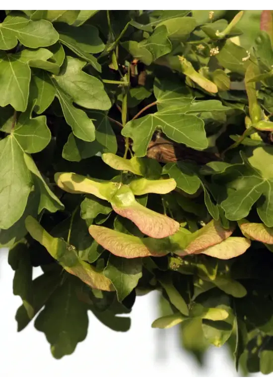 Feld-Ahorn 'Elegant' | Acer campestre 'Elegant'