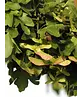 Feld-Ahorn 'Elegant' | Acer campestre 'Elegant' Feld-Ahorn 'Elegant' | Acer campestre 'Elegant'