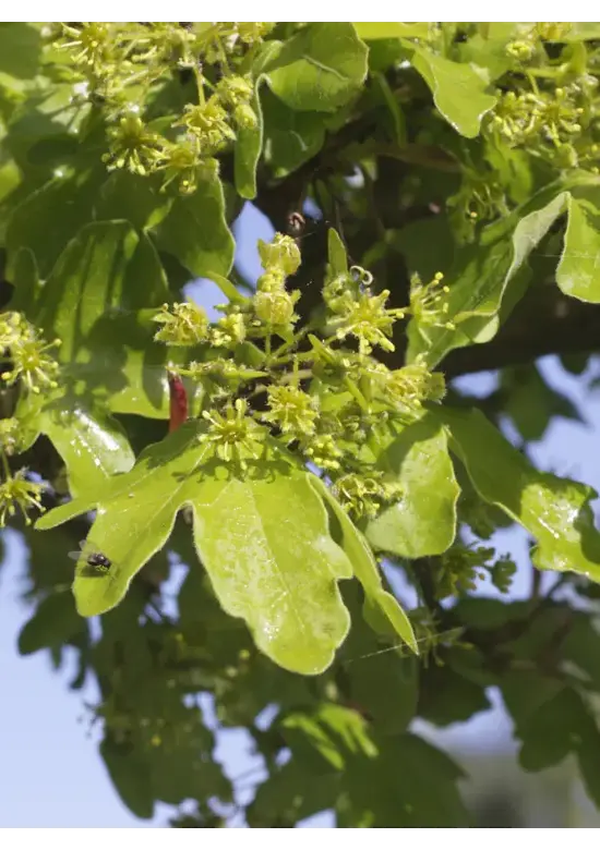 Feld-Ahorn 'Elegant' | Acer campestre 'Elegant'