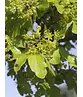 Feld-Ahorn 'Elegant' | Acer campestre 'Elegant' Feld-Ahorn 'Elegant' | Acer campestre 'Elegant'