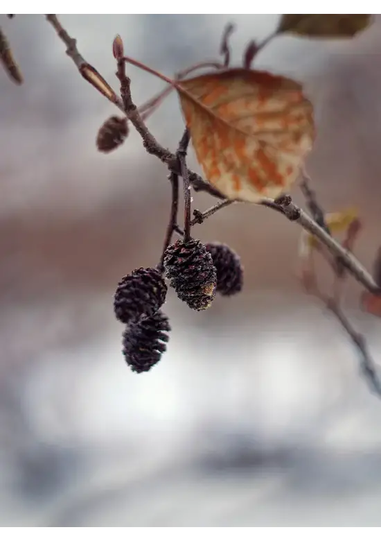 Schwarz-Erle | Alnus glutinosa